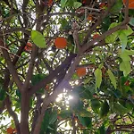 Sunny In The Center, 5 Min. From The *