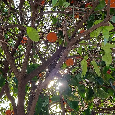 Sunny In The Center, 5 Min. From The *